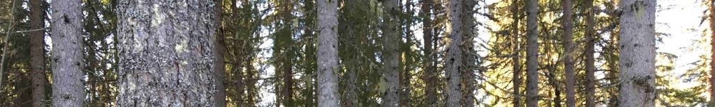 Orsa Noppi älgskötselområde.