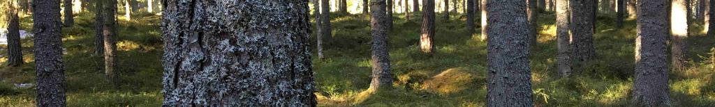plantering samt röjning.