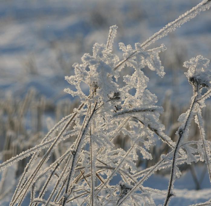 januari-februari Vecka 2-9 söndag 13 januari 16.