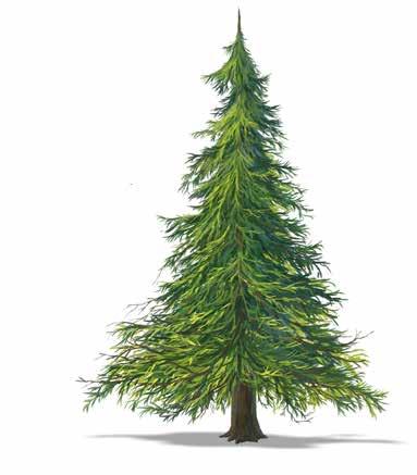 Papperskassar är klimatneutrala Trä är det råmaterial som används i papperstillverkning och även det viktigaste materialet i papperskassar. Denna naturresurs är förnybar och växer konstant.