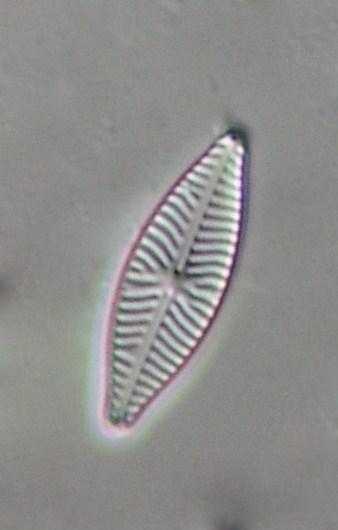 ADMI (%) EUNO (%) acidobiont ( ) acidofil ( ) circumneutral ( ) alkalifil ( ) alkalibiont ( ) odefinierad ( ) ACID Klass Saxån-Braån Vattenkontrollen 21 Tabell 4.