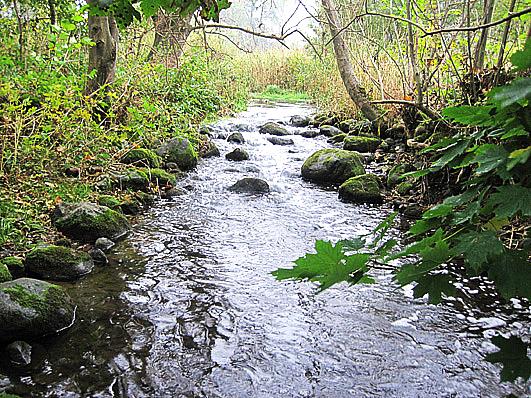 Vattensystem: Vattendrag/namn: Provpunktsbeteckning: SAXÅN Välabäcken SAXALLARPS KVA Provdatum: Lokaltyp: Dike 21-1-7 Naturligt/grävt: naturligt Koordinater x: Läge Lokal lämplig för provtagning: