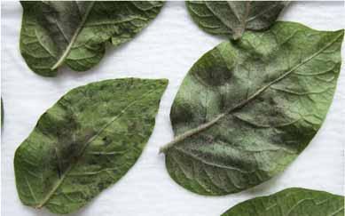 Help to self-help against potato late blight Can induced resistance be used in practical plant protection combined with lower doses of fungicides?