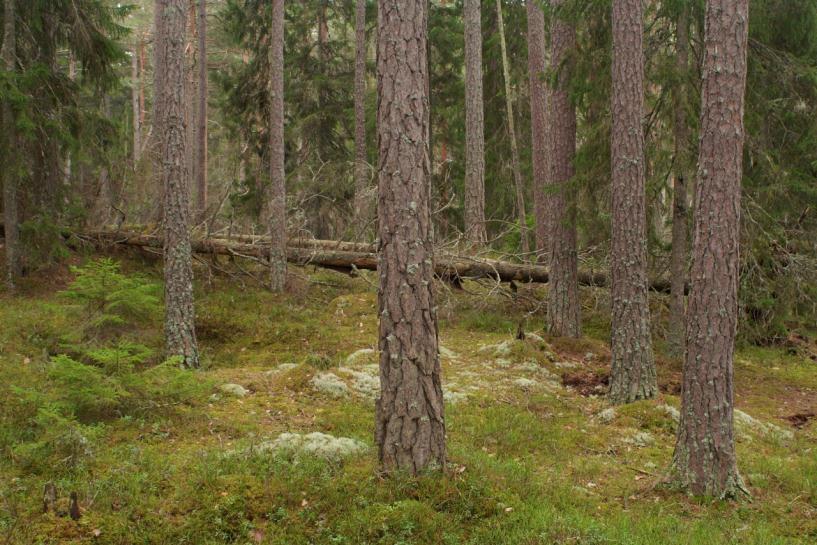 Syftet med Getmans rike naturreservat är att skydda värdefull barrnaturskog som delvis inrymmer brandpräglad naturtyp.