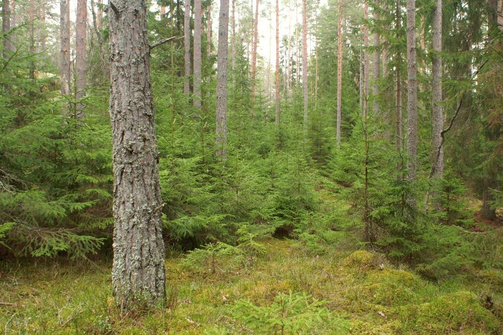 Bevarandemål och gynnsamt tillstånd Skötselområdet ska skötas så att ett gynnsamt tillstånd för naturtypen Västlig taiga 9010 respektive Skogsbevuxen myr 91D0 erhålls.