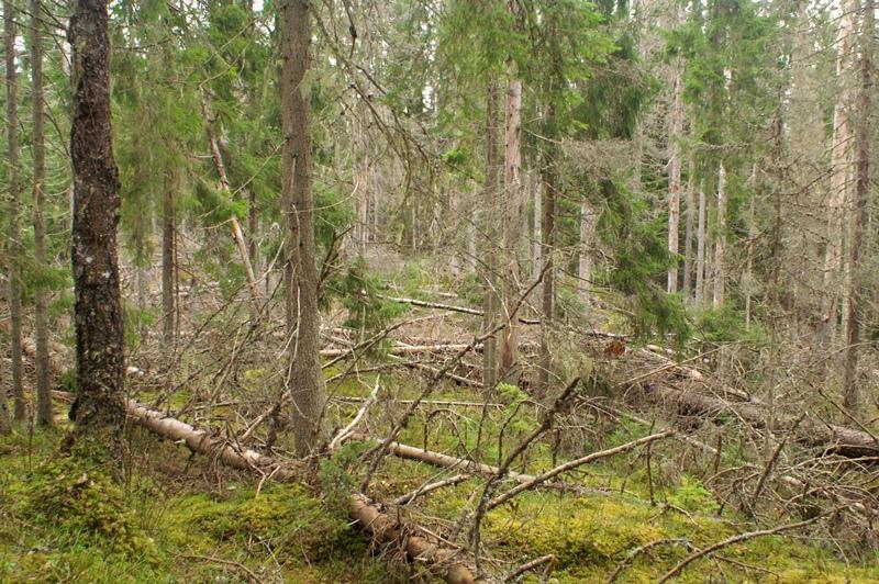3.3 Områdets bevarandevärden 3.3.1 Biologiska bevarandevärden Området har höga naturväden knutna till sen boreal successionsskog med ett par rödlistade arter.