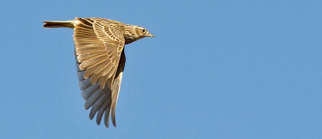 Den skulkande mindre sånglärkan är lättast att se i luften (läte viktigt: dämpat surrande brrch). Foto: Magnus Ullman Dag 4.