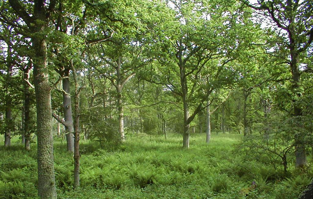 Bild 3. Den för inventeringsrutan så typiska öppna ekskogen, med undervegetation av bräken.