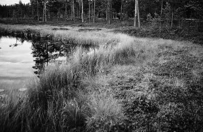 Figur 2. Myrgöl där vitmossemattan är bevuxen med trådstarr Carex lasiocarpa i strandlinjen. Sjö nummer 10.