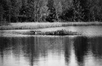 Figur 3a. Typisk skogstjärn med boholme. Sjö nummer 6. Typical forest lake and islet with nest. Lake no. 6. Figur 3b. Vegetationsrik skogsstjärn.