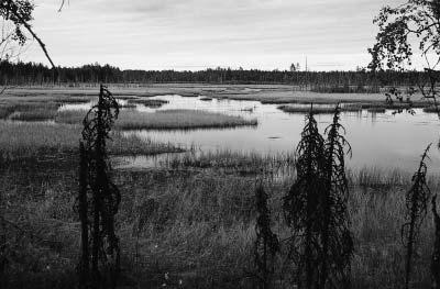 Figur 4. Mosaik av öppet vatten, gungflyn av vitmossemattor och ruggar av starr och säv. Sjö nummer 1. Lake classified as a mosaik of open water, floating Sphagnum spp.