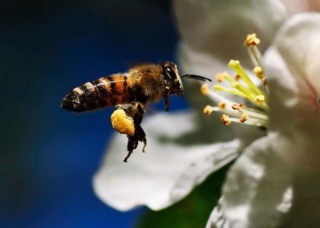 ANTAGEN: Honungsbiet