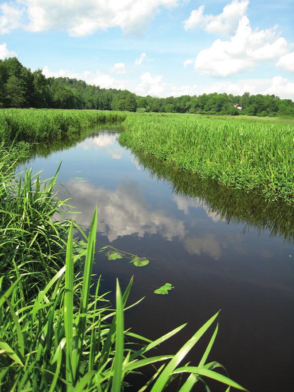 kurser, guidningar, skyltar, nyhetsbrev, hemsida med mera. Utveckling av våtmarkernas naturvärden Arbetet med att utveckla våtmarkernas naturvärden fortsätter.