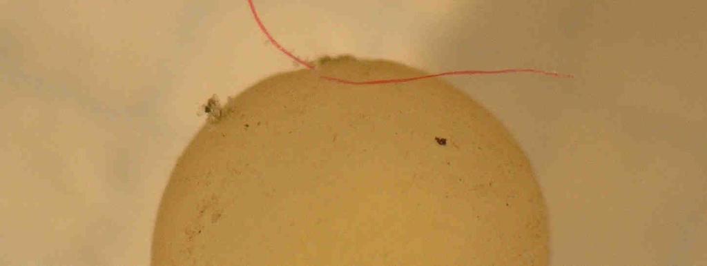 Storleken på dessa korn låg i intervallet 2,2-2,4 mm vilket, enligt Berglund (2008) innebär att det skulle
