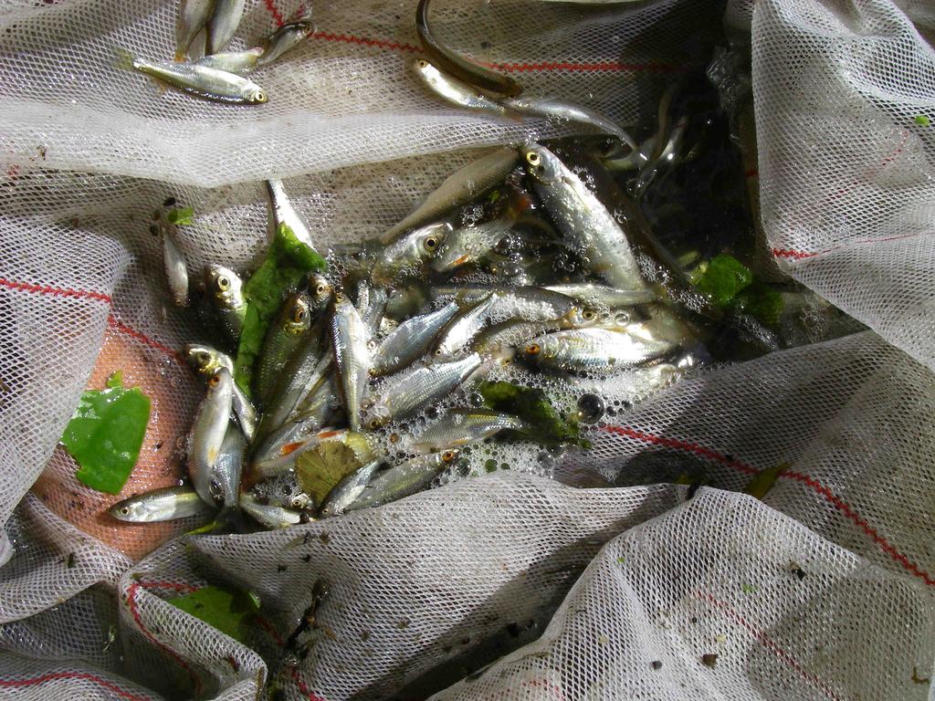 250 200 150 100 50 0 Abborre Benlöja Björkna Lake Mört Nejonöga Stensimpa Ål Figur 5.