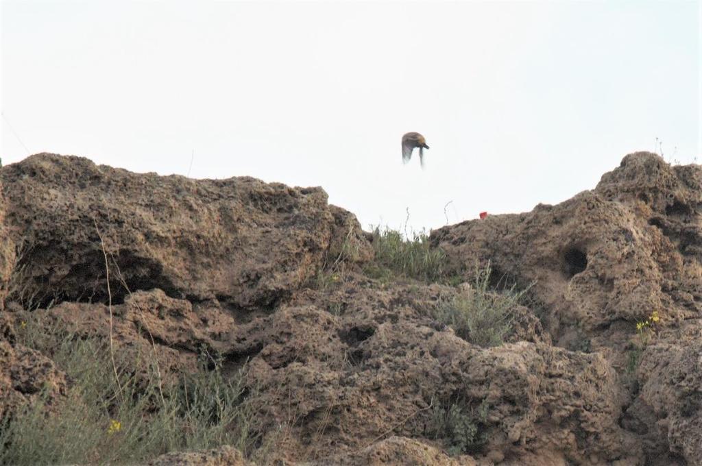 Senare ropar Björn ut rödpannad gulhämpling, en grupp vuxna fåglar flög fram och tillbaka till klippan för att plocka lera.