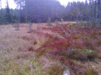 landskapsrutor som inkluderades i årets inventering någon sådan hedmosaik, utan huvuddelen av de besökta polygonerna innehöll fuktig, betespåverkad ängsvegetation (ibland gödselpåverkad), i något