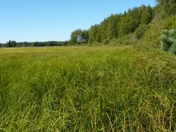 Polygoner (vit linje) med naturtypen svämäng har hämtats från Naturtypskartan. Figur 29.