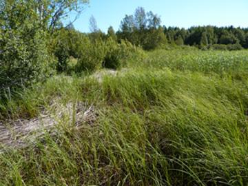 högt vattenstånd, men på sommaren är det normalt inga problem att gå torrskodd.