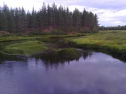 Vid Kortudden, uppströms, växer vasstarr, sjöfräken, kråkklöver, kabbleka, norrlandsstarr, trådtåg,