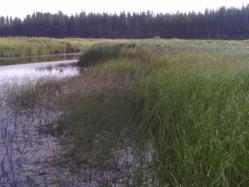 Det man kan se är att vegetationen i de ohävdade områdena inte avviker i någon påtaglig grad från