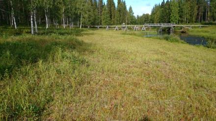 Figur 41. Silängarna i Rörträsk med grävda sildiken för att gynna översilning. I bilden syns en akvedukt som leder över vatten så att även andra sidan kan översilas.