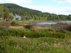 Vegetationen vid Storforsen domineras av högväxta starr och en hel del rörflen, med inslag av älgört, kråkklöver, ängsull, gren-/brunrör.