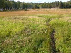 Det finnns en del buskage, där det återigen är svårt att säga om buskagen är en del i en pågående igenväxning, eller om det nu råder något slags