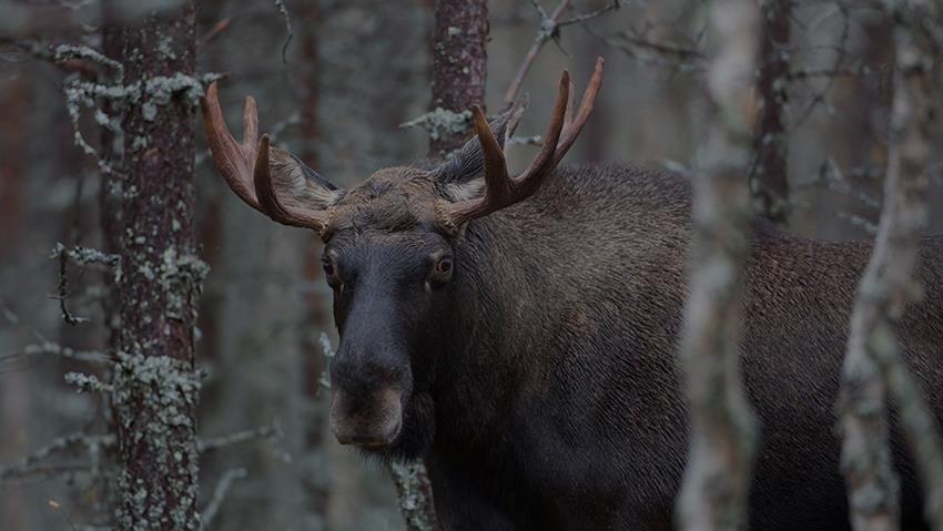 Där står den ensam i hela sin ståtlighet. Älgen den hornförsedda kungen i Finlands skogar.