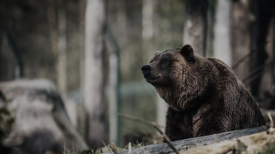 Naturen är stor människan är liten Vid tiden för vårt lands självständighet jagade man vilt