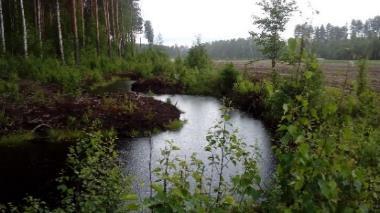 Centrala styrmedel inom skogsbruket Omsorg om att finansieringen av naturvårdsprojekt