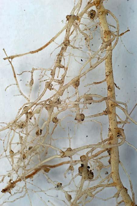 Ovanpå de nya fallen av potatiskräfta konstaterades även fall av rotgallnematoden Meloidogyne chitwoodi, en för svensk växtodling ny karantänskadegörare.
