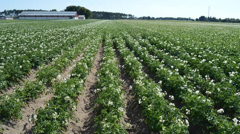 24 LYCKEBY CONCEPT ODLING #2 2018 1 2 Analys från denna fläck visade att mängden nematoder var 63,6 ägg/g jord.