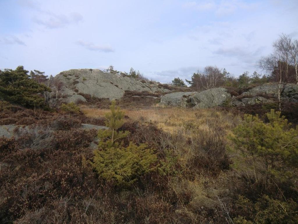 Uppdragsnr: 02 Daterad: -0- Kort 2 Taget inom högre terräng där vatten ansamlas om mossmark bildas.