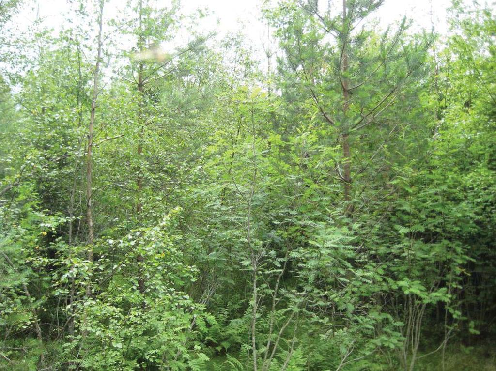 , TN 208-05-24 6:0 / :s bilaga: Bilaga B, TN 24.5.208 Bilaga 7 Liite 7 (Trientalis europaea), åkerbär (Rubus arcticus), duntrave (Epilobium angustifolium) och teveronika (Veronica chamaedrys).