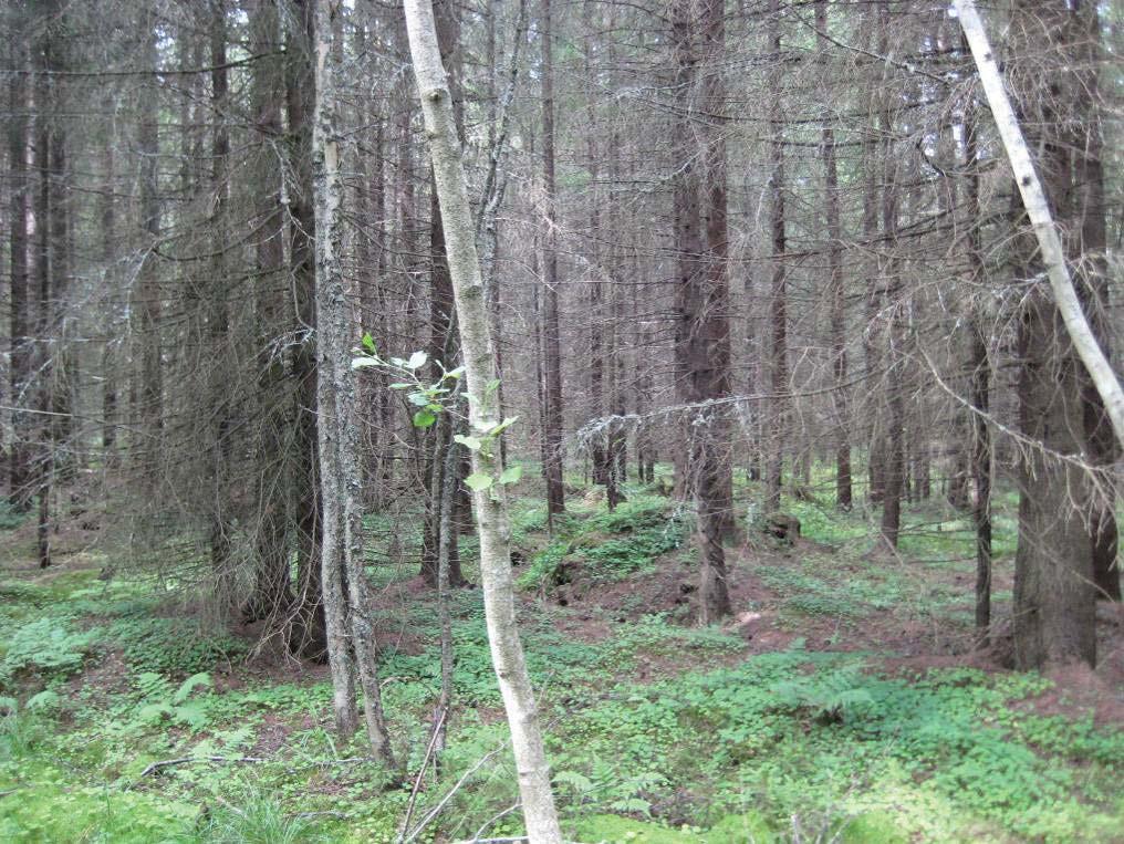 , TN 208-05-24 6:0 / :s bilaga: Bilaga B, TN 24.5.208 Bilaga 7 Liite 7 Figur 6. Ca 40-årig tallskog. I buskskiktet förekommer lite gran (Picea abies) och björk (Betula sp.). Fältskiktet är mycket frodigt med bl.