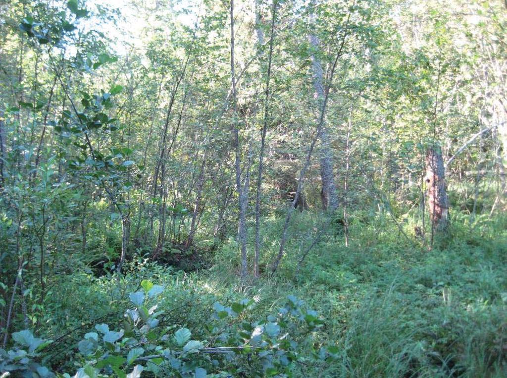 , TN 208-05-24 6:0 / :s bilaga: Bilaga B, TN 24.5.208 Bilaga 7 Liite 7 Bild 5. En kraftigt försumpad våtmark med lövblandskog i figur 9. Figur. Ca 60-årig, flerårig och mångskiktad granskog.