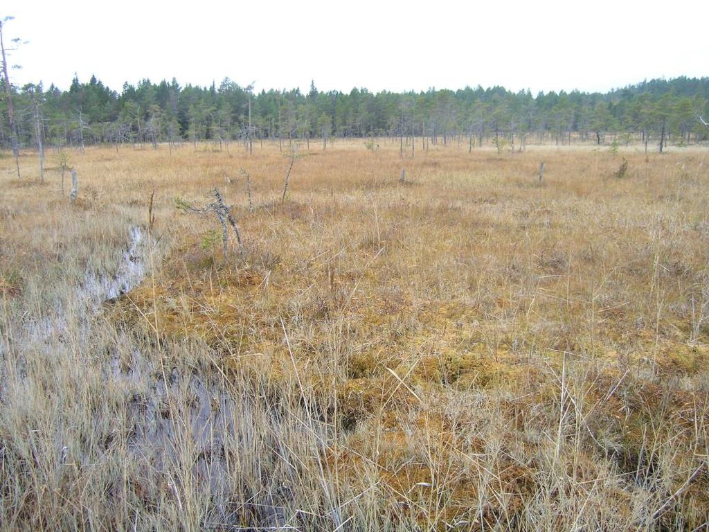 Bevarandeplan Natura 2000 Måckelmyran SE0710192 Foto: