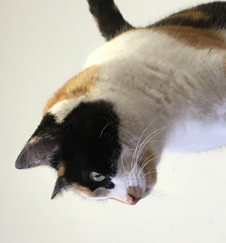 Inledning Välkommen till 4H och kursen Körkort på Katt Till medlemmen: Vad roligt att du vill lära dig mer om katter!