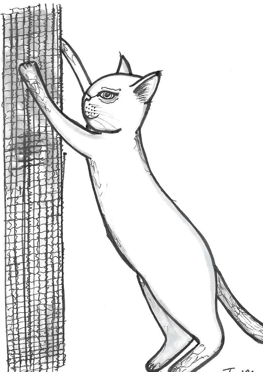 Vad behöver katten i sin
