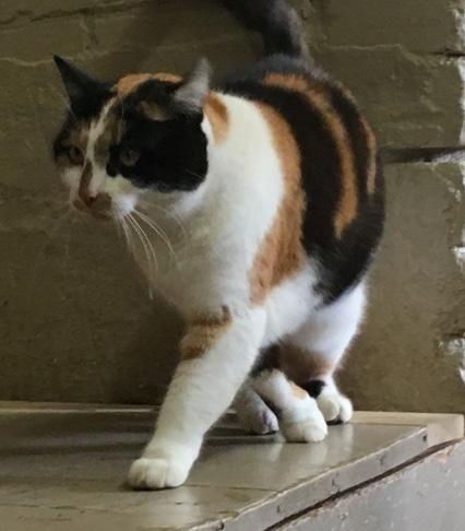 Körkort på katt- Hälsa På bilden nedan
