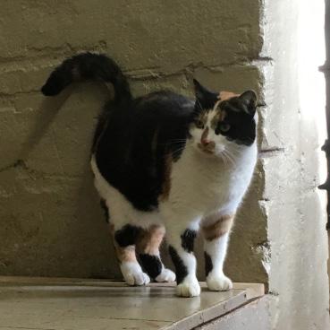 visiterar katten.