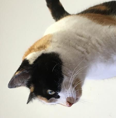 Inledning Välkommen till 4H och kursen Körkort på Katt Det här är en handledning som du som ledare i 4H kan använda dig av när ni vill hålla kursen 4H:s kattkörkort i din 4H-klubb.