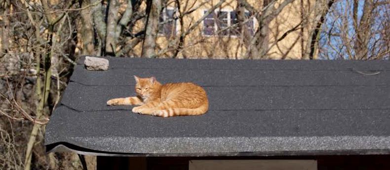 Andra kurstillfället: Körkort på katt- Hjärta Körkort på katt- Hjärta (skötsel och beteende) Ledaren behöver: Närvarolista, kattlåda, olika sorters kattströ, matskål, vattenskål, pingisboll, olika