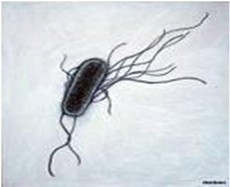 Några exempel: Listeria