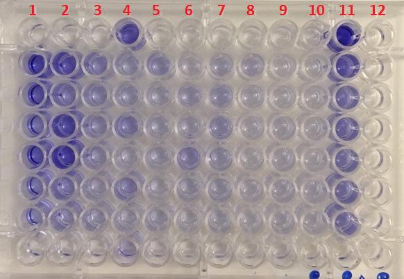Resultat Referensstam (Pseudomonas aerguniosa)