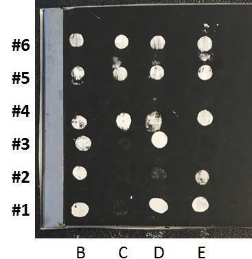 etylenoxid sulfonat #5 2% Nonjonisk C14-APG #6 2% Natrium Dodekyl Sulfat Builder/complexing