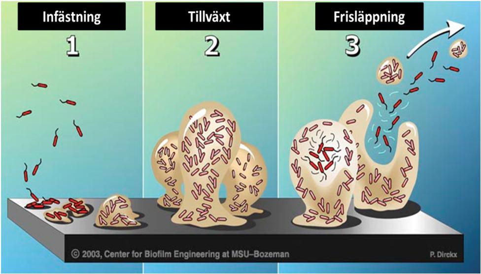 Bakgrund: Biofilm Andra egenskaper än hos frilevande organismer Ökad resistens mot