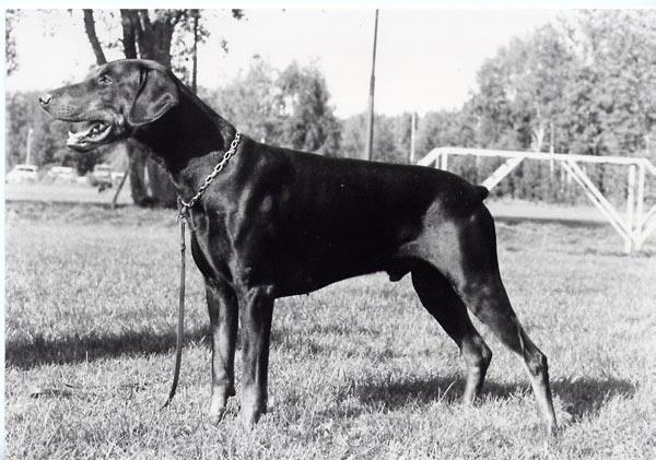 INT onorduch S(DRAG)Ch FACTUM S DA-CAPO S 35290/84h född: 1984-05-21 e: NUCh SFUCh Doberhill Black Marco N 10578/78h u: SBCh Korad Factum s Afra S 20666/80h Uppfödare: Bo o Maud Ehlin, Sävsjö Ägare: