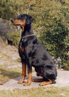 FACTUM S DIRK S 35291/84h född: 1984-05-21 e: NUCh SFUCh Doberhill Black Marco N 10578/78h u: SBCh Korad Factum s Afra S 20666/80h Uppfödare: Bo o Maud Ehlin Ägare: Willy Carlholmer, Göteborg Höjd 73